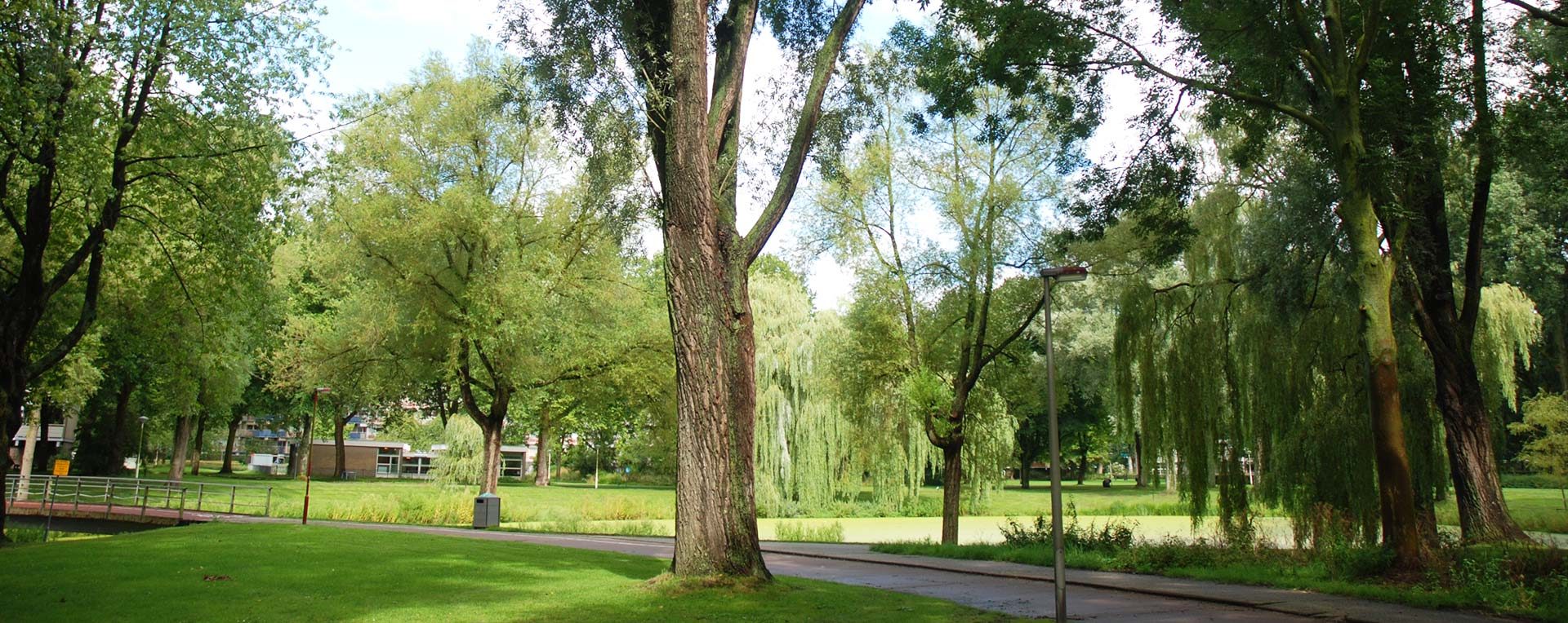 Bomen in het park